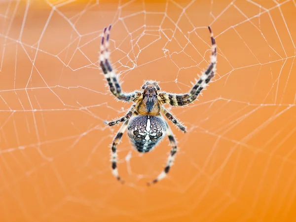 top view of spider at cobweb