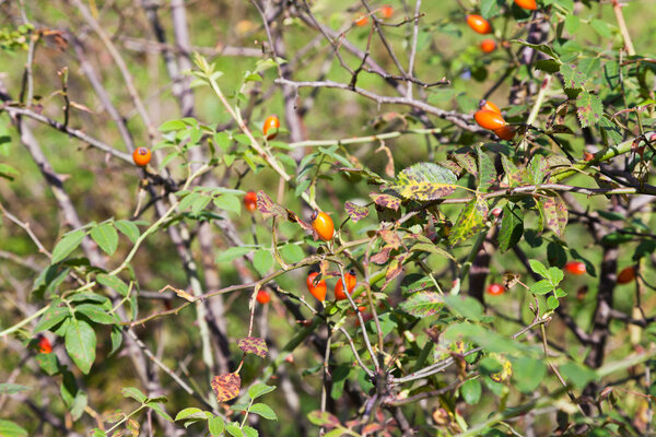 ripe hawthorn bush