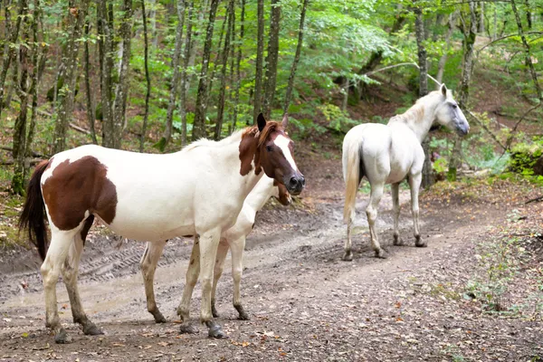 Família de cavalos na estrada da montanha — Fotografia de Stock