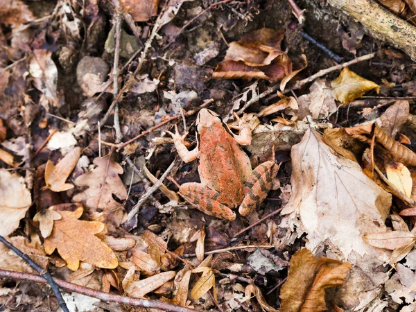 Common frog in autumn litter — Stock Photo, Image