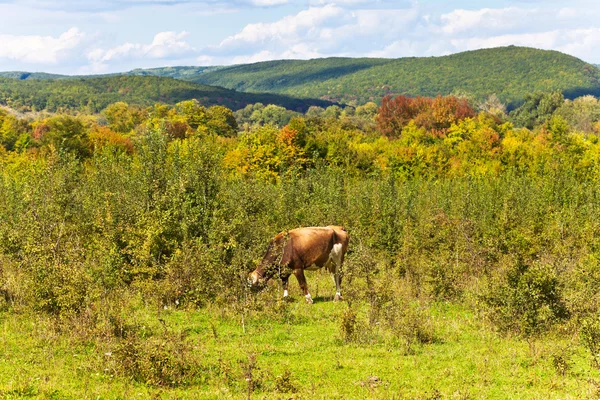 Kráva pasoucí krávy pasoucí se v kavkazské hory — Stock fotografie