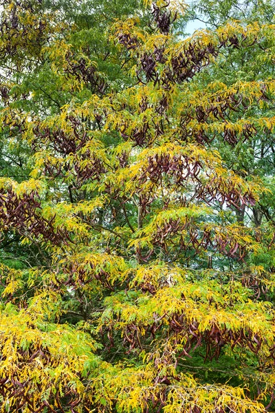 Acacia en otoño —  Fotos de Stock