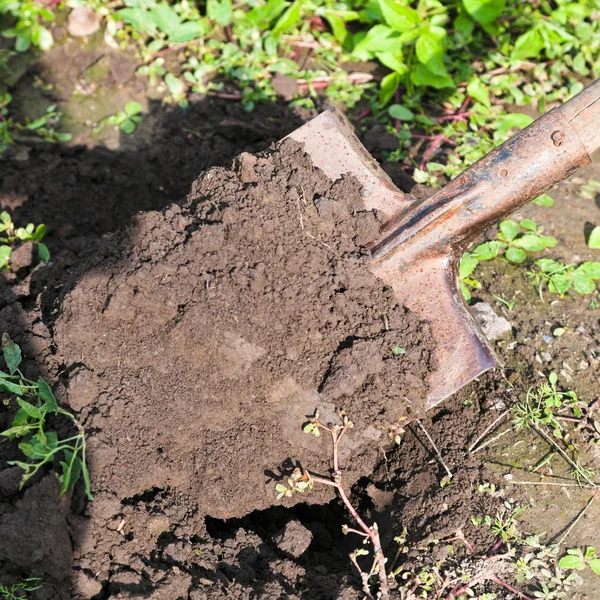 Digging with spade — Stock Photo, Image