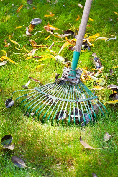 Cleaning green lawn from dead leaves — Stock Photo, Image