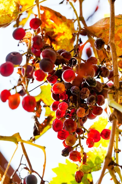 Sušené vinné hrozny na vinici — Stock fotografie