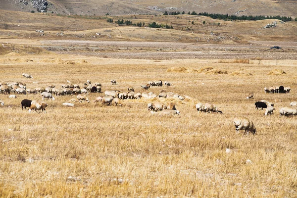 Flock of sheep grazing on mountail plateau — Stock Photo, Image