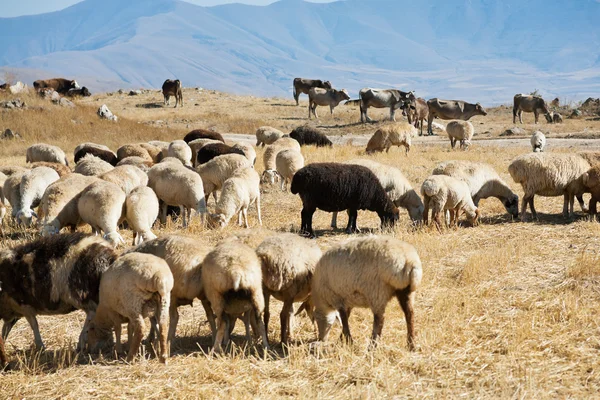 Sonbahar çimenlerde otlayan koyun sürüsü — Stok fotoğraf