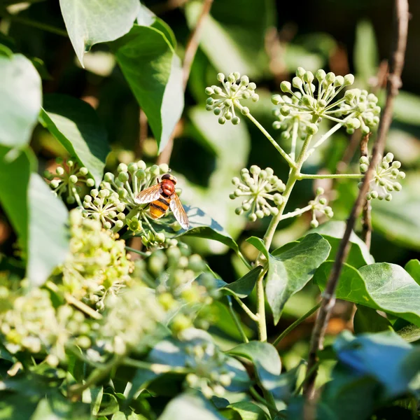 Flower fly volucella inanis on blossoms of ivy — Stock Photo, Image