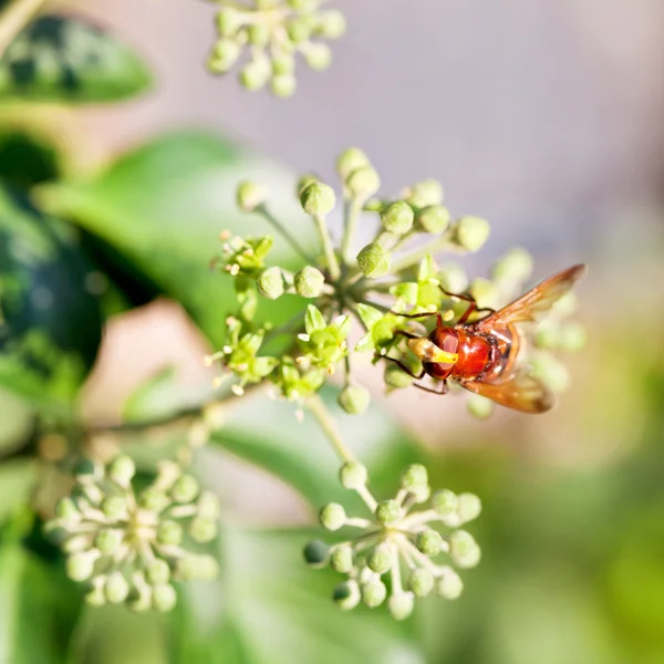 Květina překrýt volucella inanis na květy břečťan — Stock fotografie