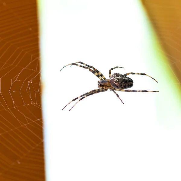 在蛛网的蜘蛛 — 图库照片