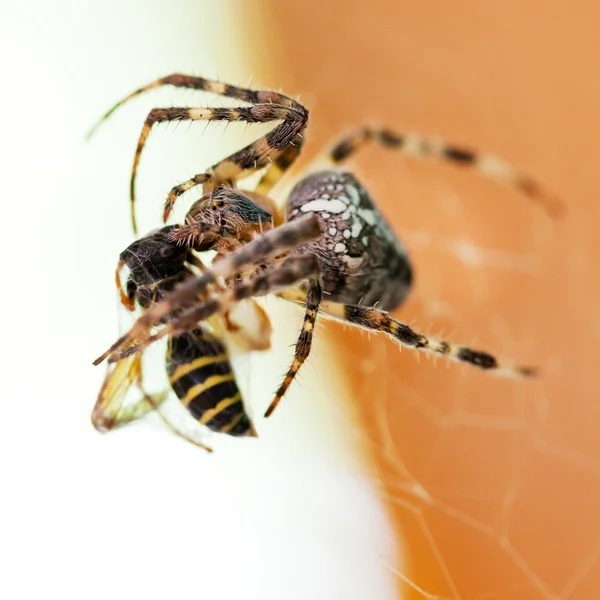 Araneus spider sucks wasp — Stock Photo, Image