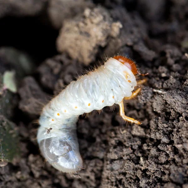 White grub of cockchafer — Stock Photo, Image