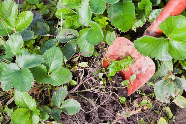 Digging with trowel — Stock Photo, Image