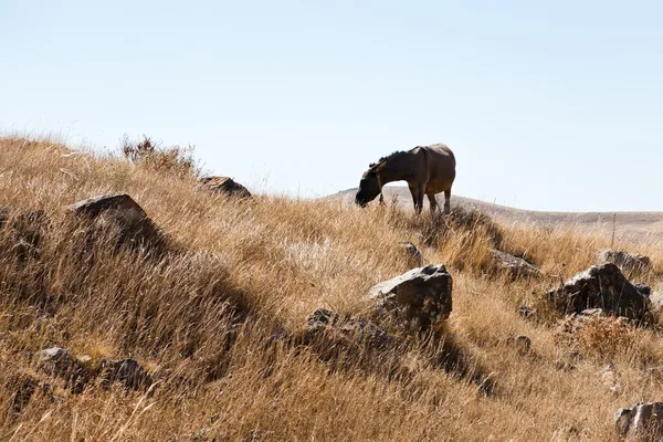 Koně pase v zorats karer v Arménii — Stock fotografie