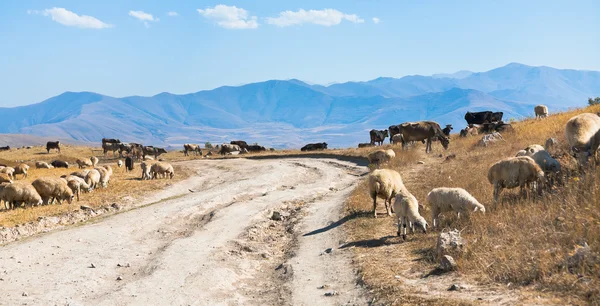 Köy yolunda ve koyun sürüsü ile Panorama — Stok fotoğraf