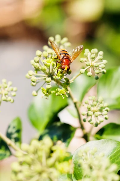 Flower fly volucella inanis on blossoms of ivy — Stock Photo, Image