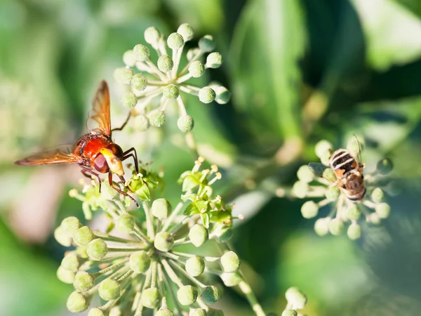 Цветочная муха volucella inanis на цветках плюща — стоковое фото
