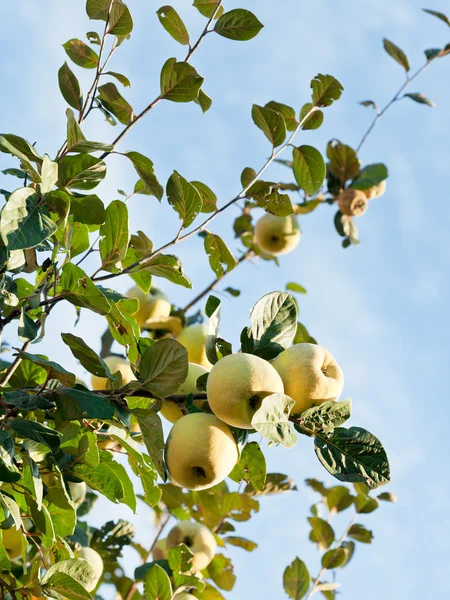 Frutti maturi di mela cotogna su albero — Foto Stock
