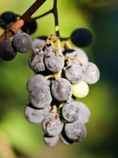 Куча винограда Изабеллы в винограднике — стоковое фото