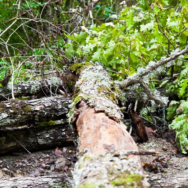 Tronco di pino caduto attraverso la strada di montagna — Foto Stock