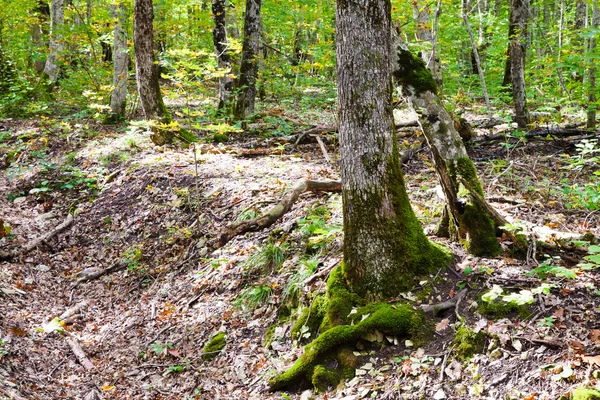 Wald im Kaukasus — Stockfoto