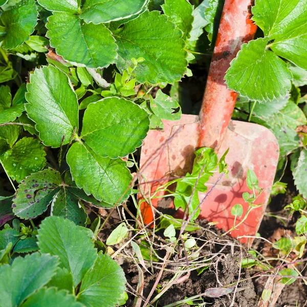 Digging with trowel — Stock Photo, Image