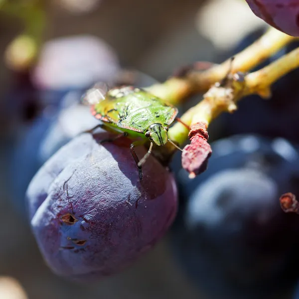 Southern green stink bug on grapes — Stock Photo, Image