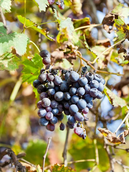 Dried grapes bunch at vineyard — Stock Photo, Image
