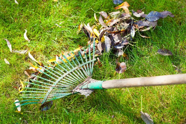 Grüner Rasen vom Herbstlaub reinigen — Stockfoto