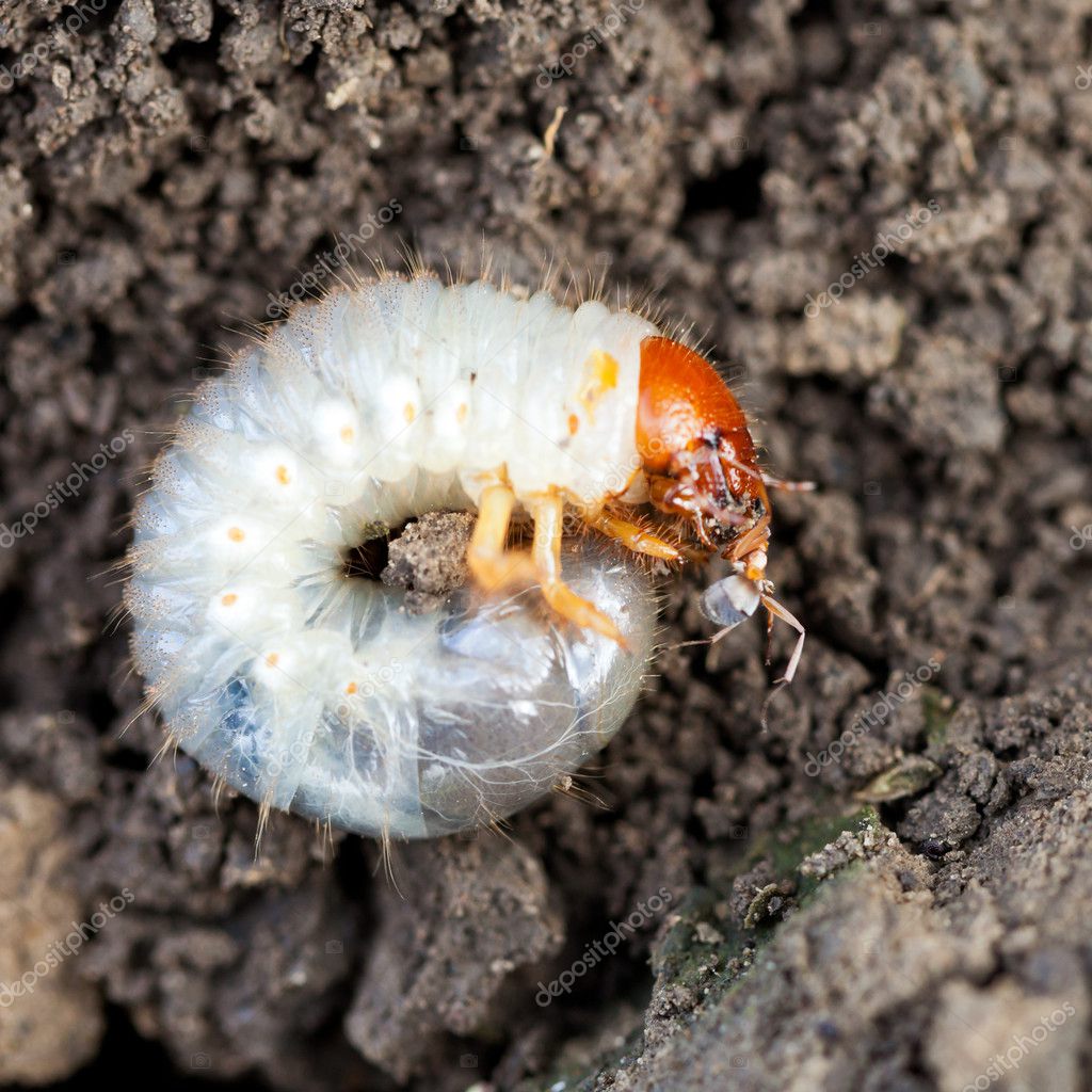 Grub of cockchafer eats ant Stock Photo by ©vvoennyy 32912111