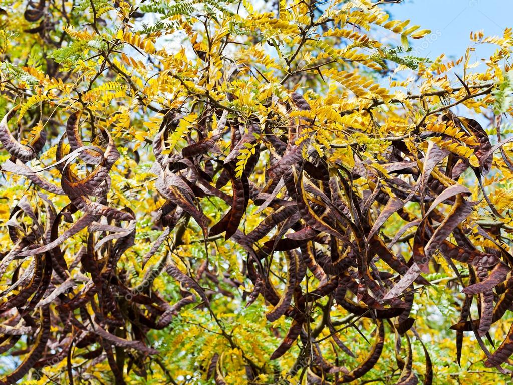 Seed pods on acacia tree close up — Stock Photo © vvoennyy 32915121