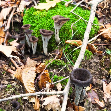 craterellus cornucopioides mantar