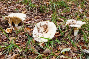 sonbahar çöp içinde russula delica mantar