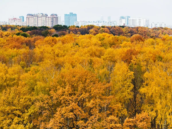 Foresta autunnale e edificio urbano all'orizzonte — Foto Stock