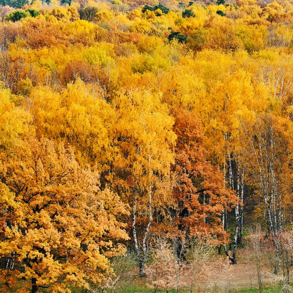 Yellow autumn forest — Stock Photo, Image