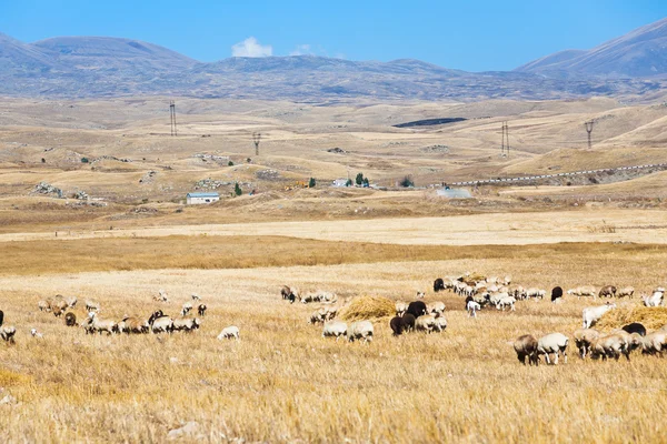 View of mountain plateau with herd of sheep — Stock Photo, Image