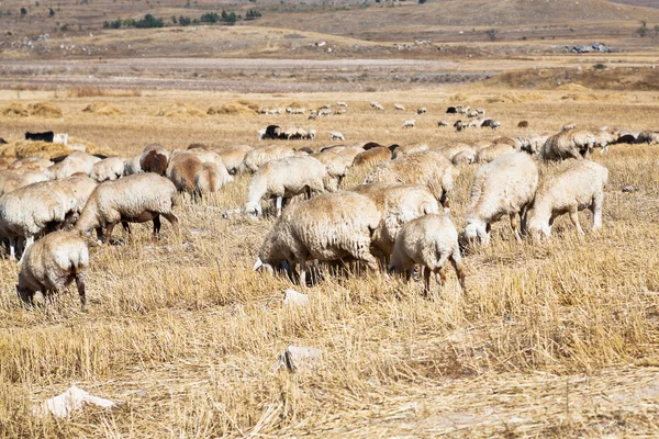 Herd of sheep grazing on autumn grass — Stock Photo, Image