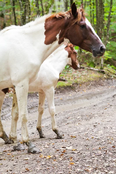 Strakatý kůň a hříbě na lesní cestě — Stock fotografie
