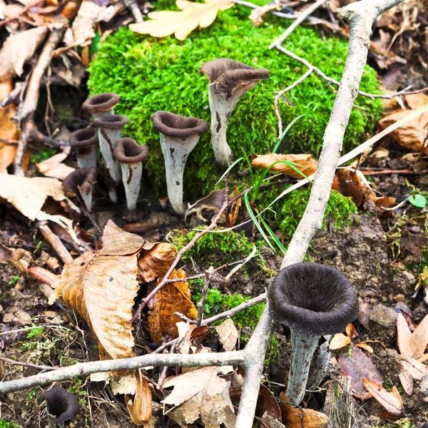 Cogumelos craterellus cornucopioides — Fotografia de Stock
