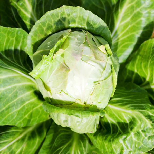 Testa di cavolo a letto di giardino — Foto Stock