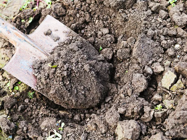 Digging with spade — Stock Photo, Image