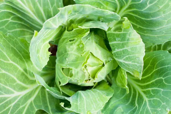 Testa di cavolo a letto di giardino — Foto Stock