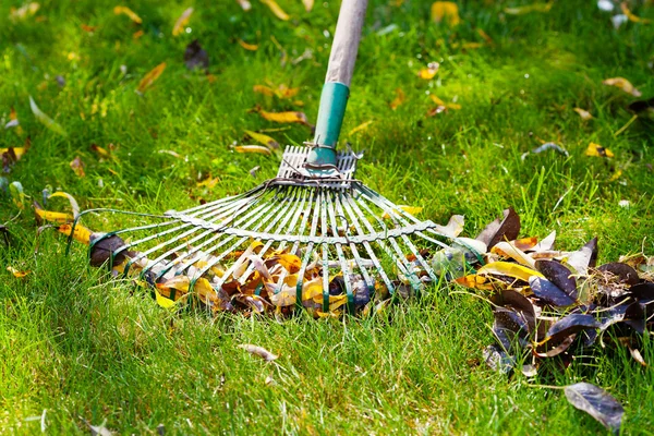 Cleaning green lawn from fallen leaves — Stock Photo, Image