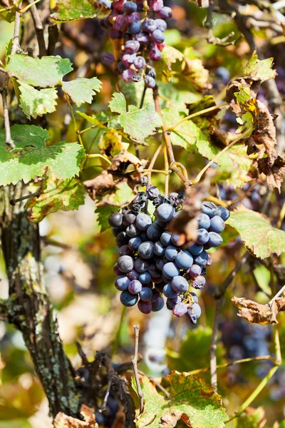 Dried black grapes at vineyard — Stock Photo, Image