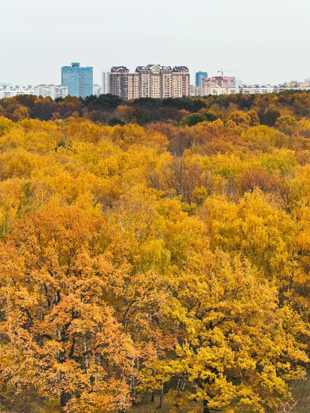 Herfst bos en stedelijke gebouw — Stockfoto