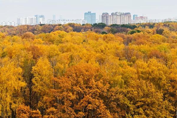 Foresta autunnale e edificio urbano all'orizzonte — Foto Stock