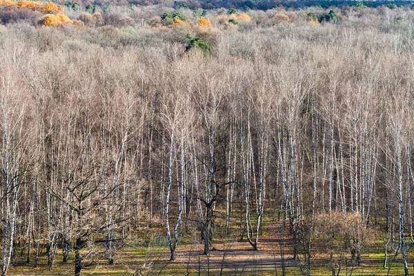 Skraju jesień las z nagie drzewa — Zdjęcie stockowe
