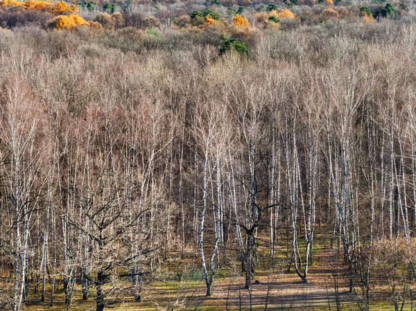 Vista sulla foresta autunnale — Foto Stock