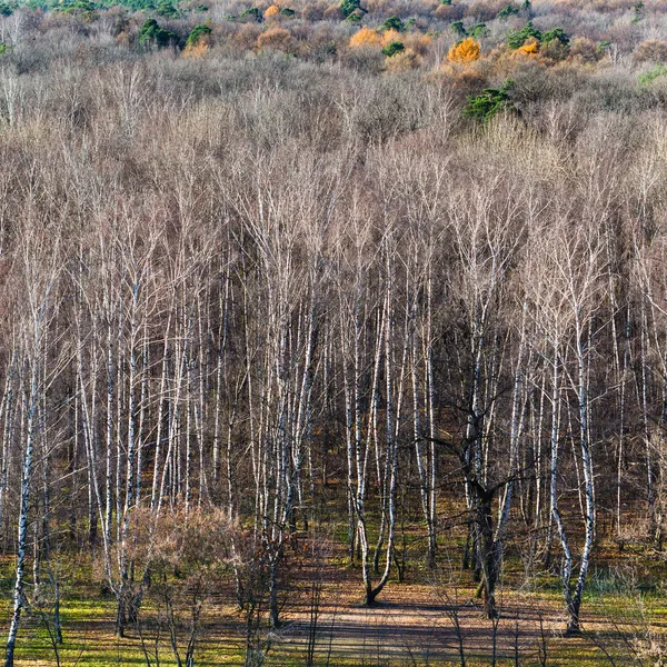 Nad zobrazením holých stromů v podzimním lese — Stock fotografie