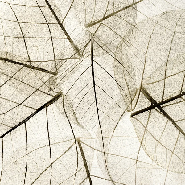 Background from transparent dried fall leaves — Stock Photo, Image